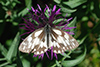 Melanargia galathea serena